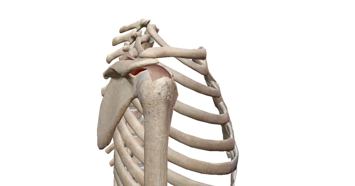 肩解剖2　横